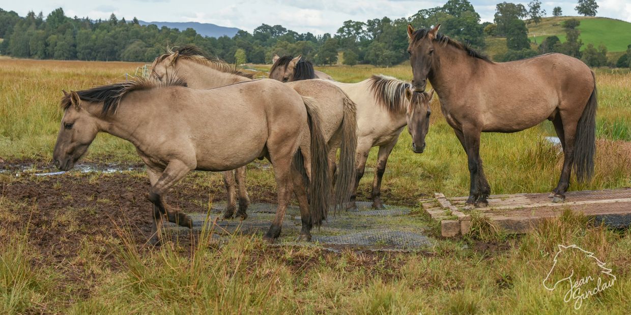 Equine International